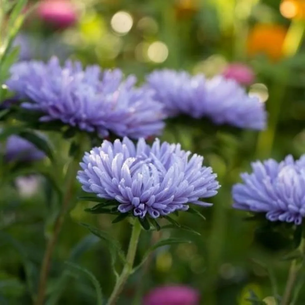 Sommaraster 'Apollonia' – blå