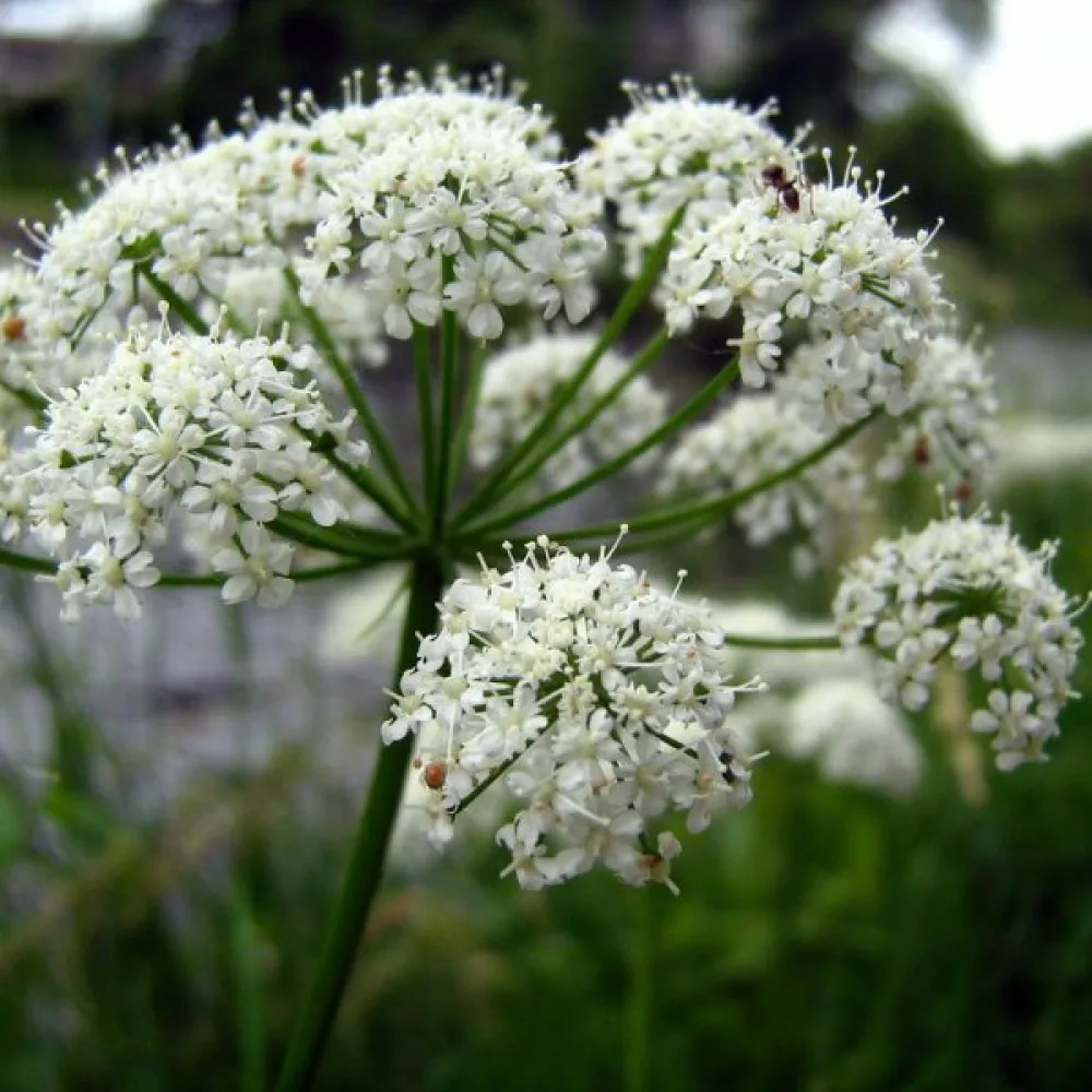 Strätta Angelica sylvestris