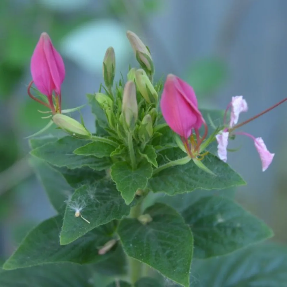 Paradisblomster 'Cherry Queen'