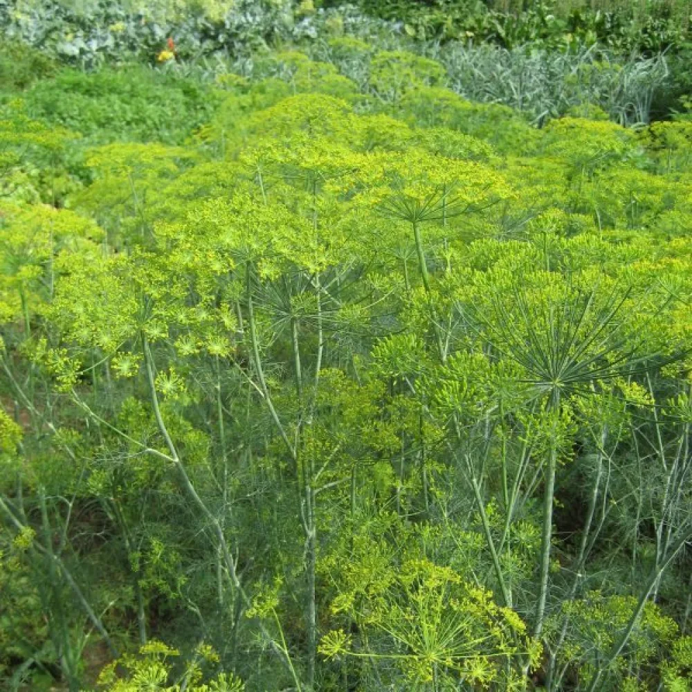 Dill 'Mammoth'