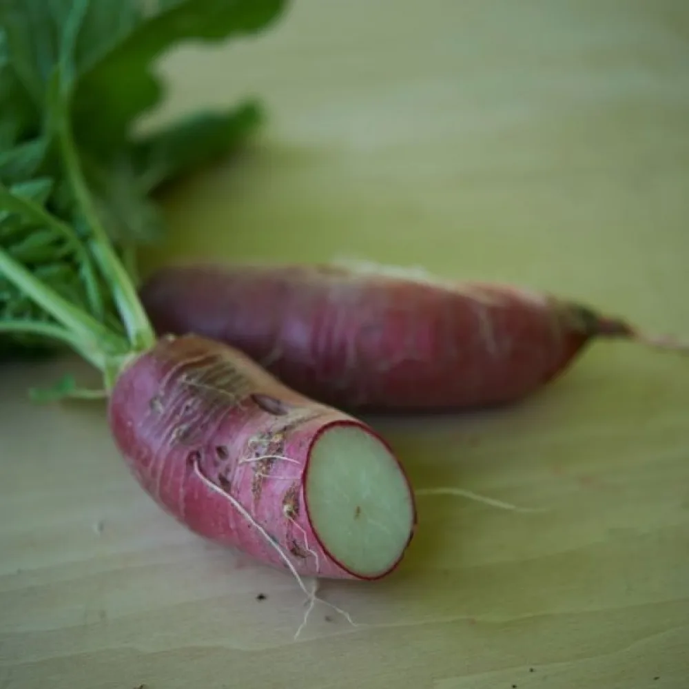 Japansk rättika 'Ostergruss'