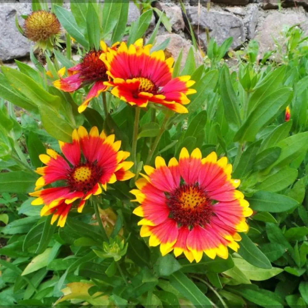 Kokardblomster Gaillardia aristata, mix