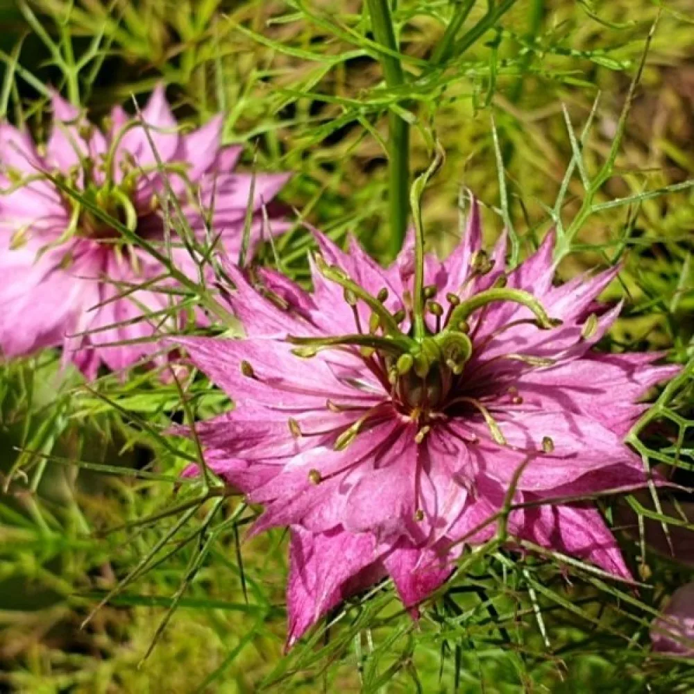 Jungfrun i det gröna 'Persian Rose'