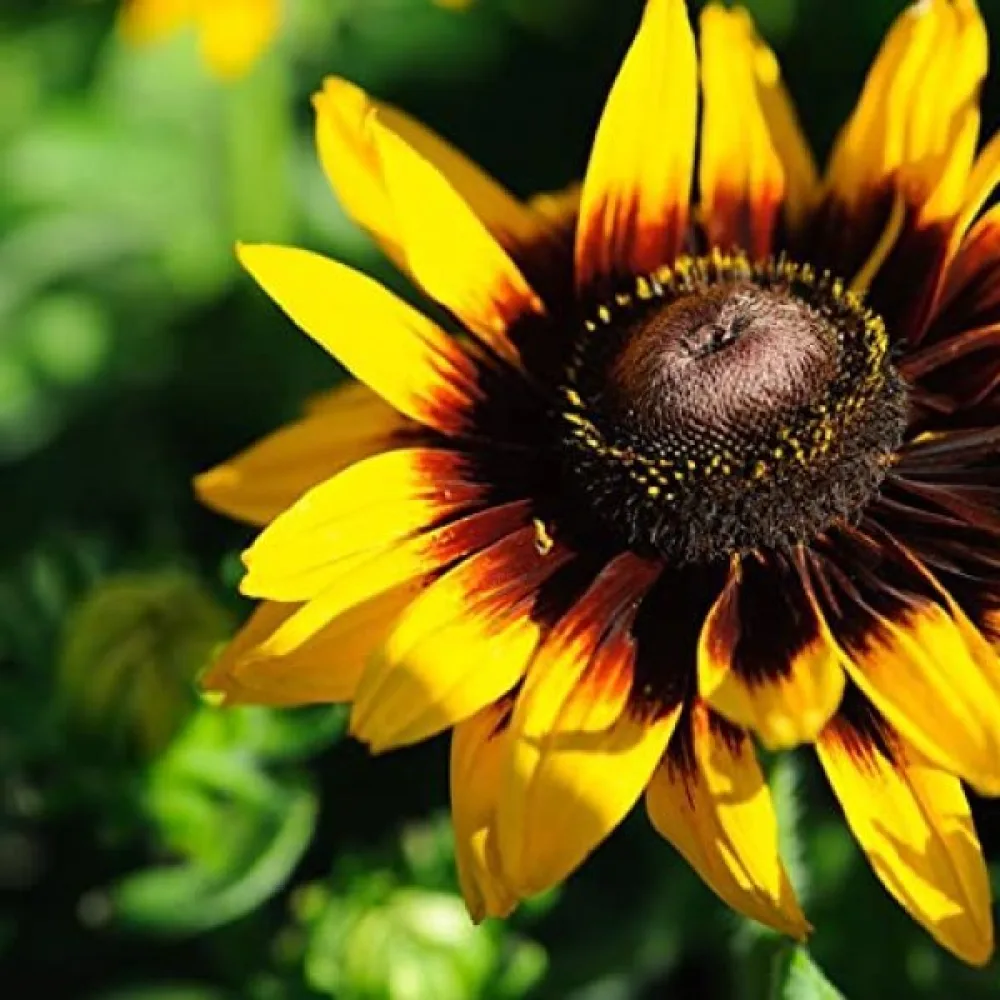 Sommarrudbeckia 'Kelvedon Star'