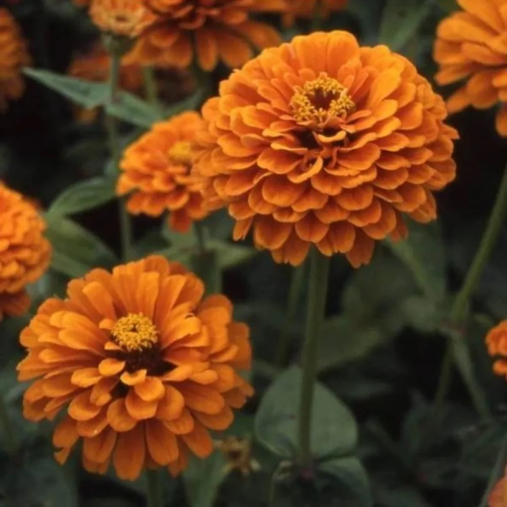 Zinnia 'Orange Gem'