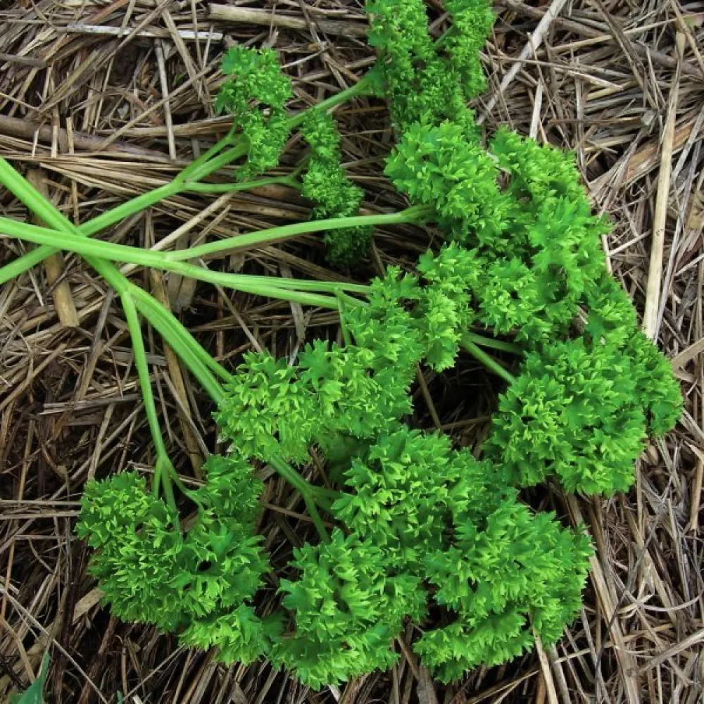 Kruspersilja 'Moss Curled 2'