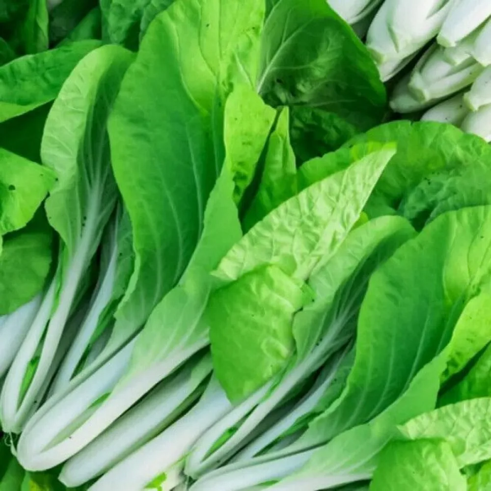 Pak choi, vit