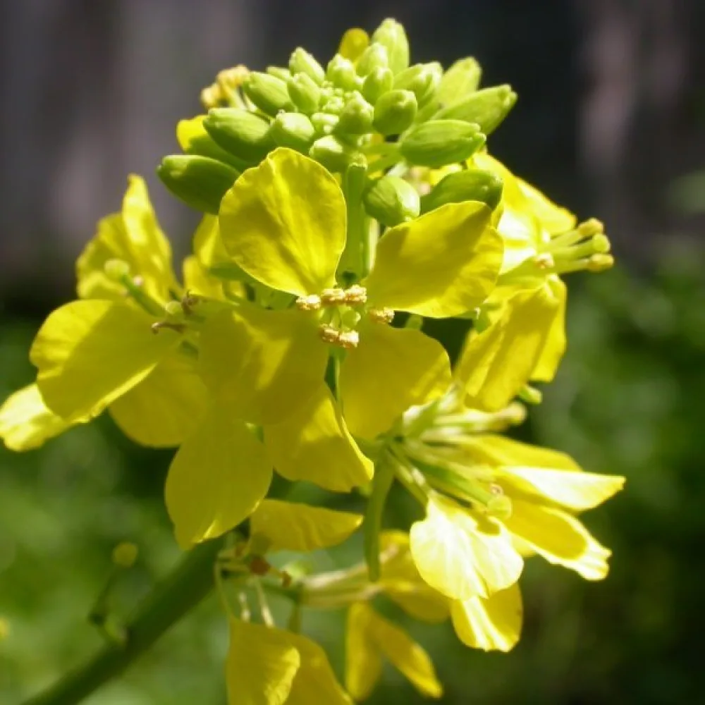 Svartsenap Brassica nigra