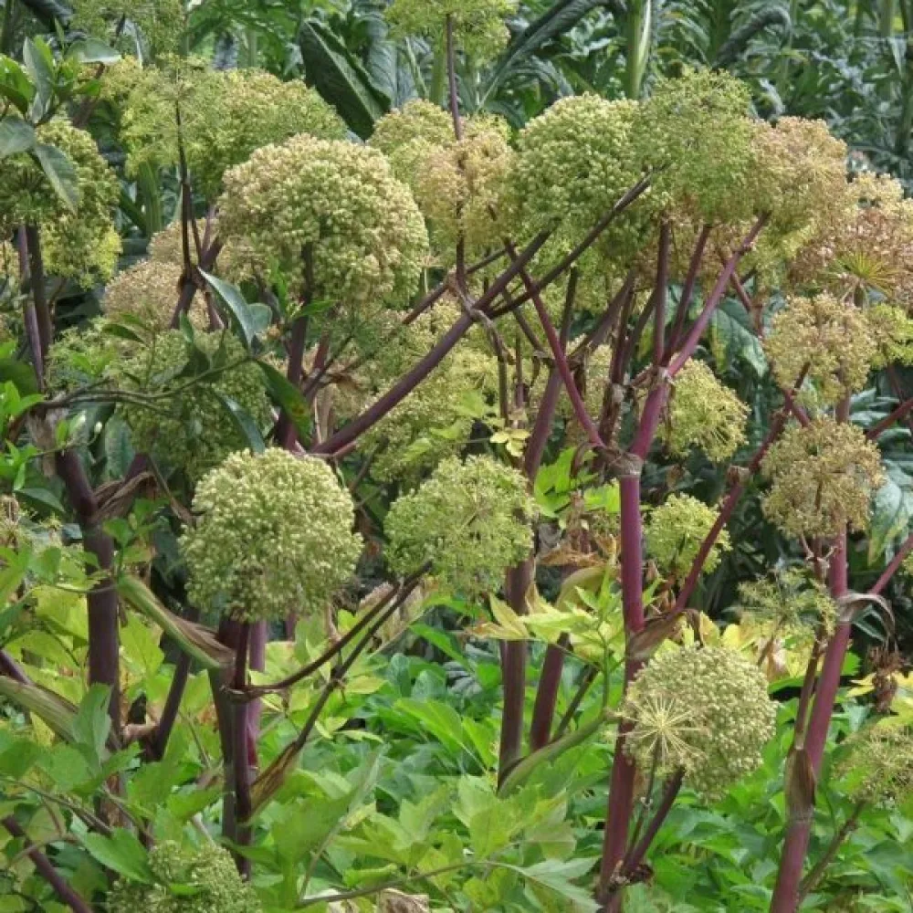 Kvanne Angelica archangelica