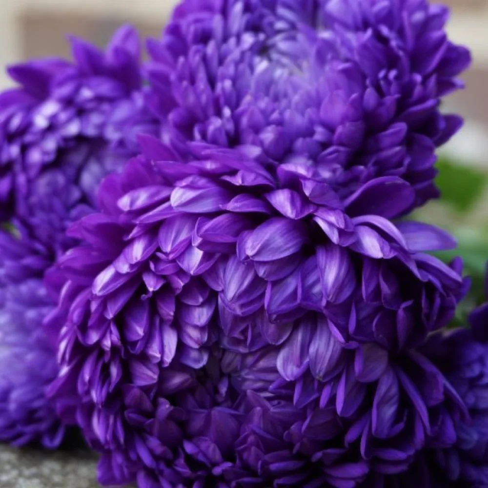 Sommaraster 'Apollonia' – violett