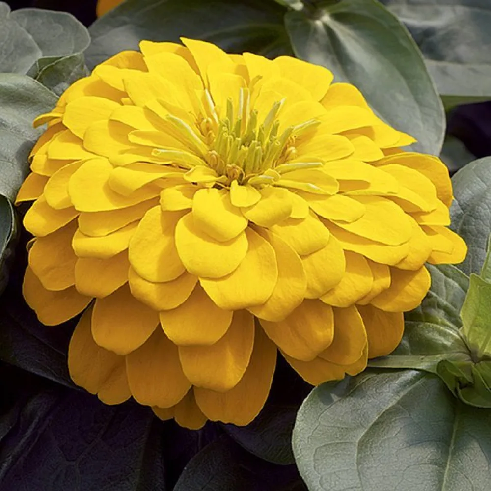 Zinnia 'Golden Gem'