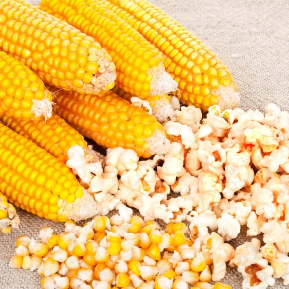 Popcornmajs 'Dobosz'