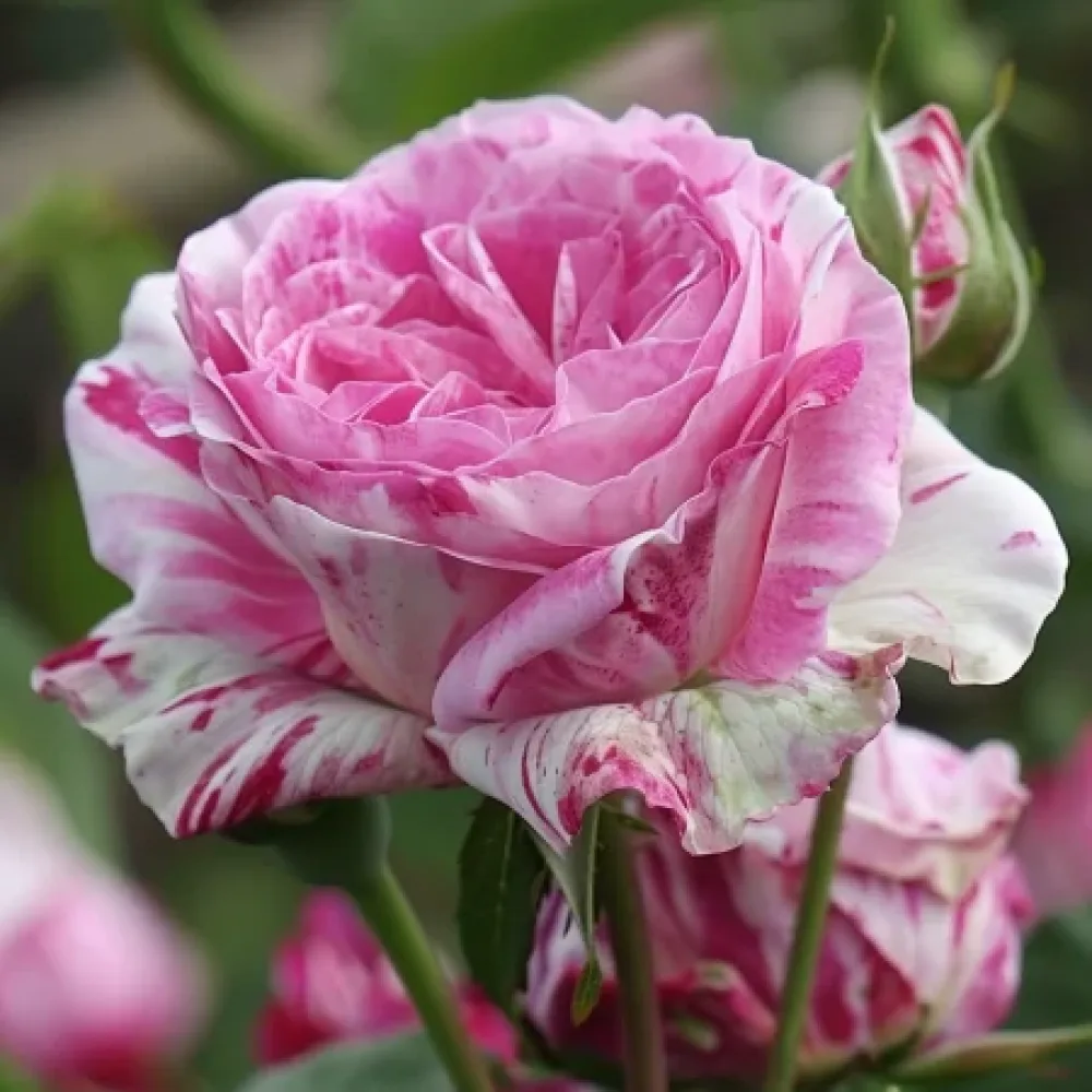 Ros 'Floral Whirl' – barrotad