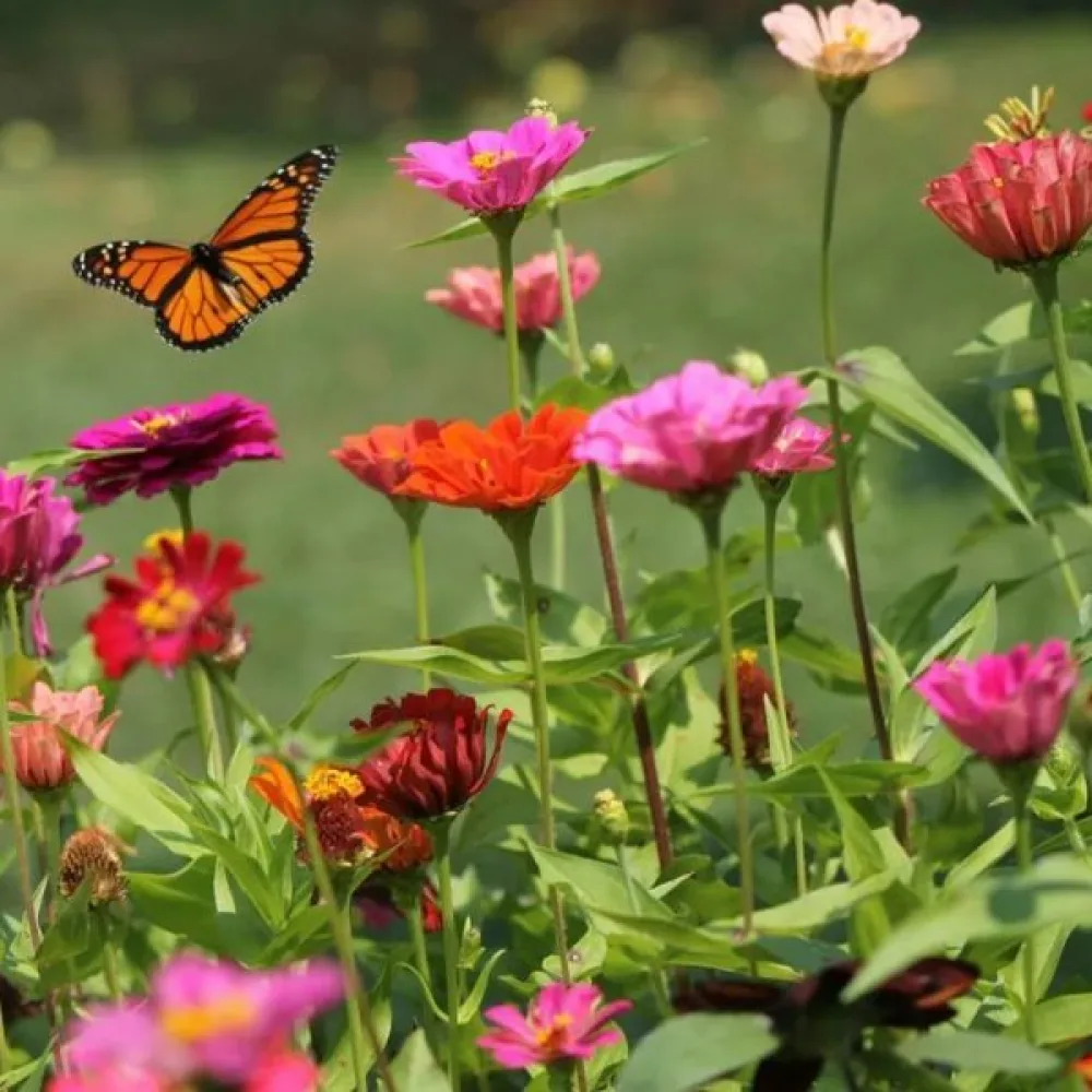 Zinnia 'Button Box' (blandning)