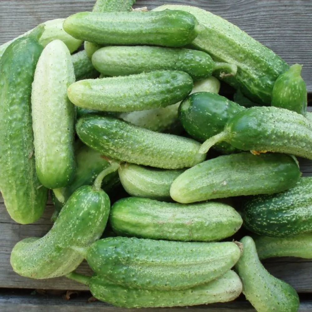 Druvgurka 'Vorgebirgstrauben'