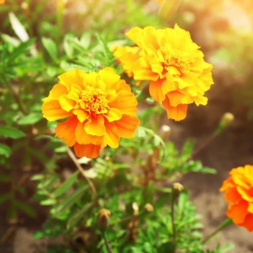 Fransk tagetes 'Petite Orange'