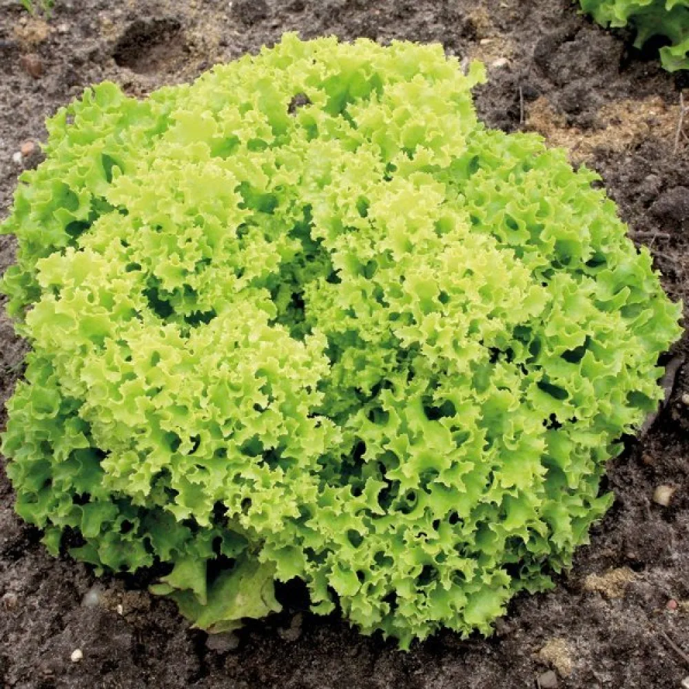Sallad 'Lollo Bionda'