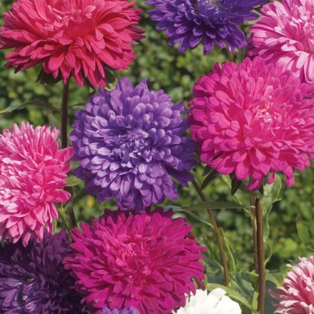 Sommaraster 'Queen of the Market Ostrich Plume'