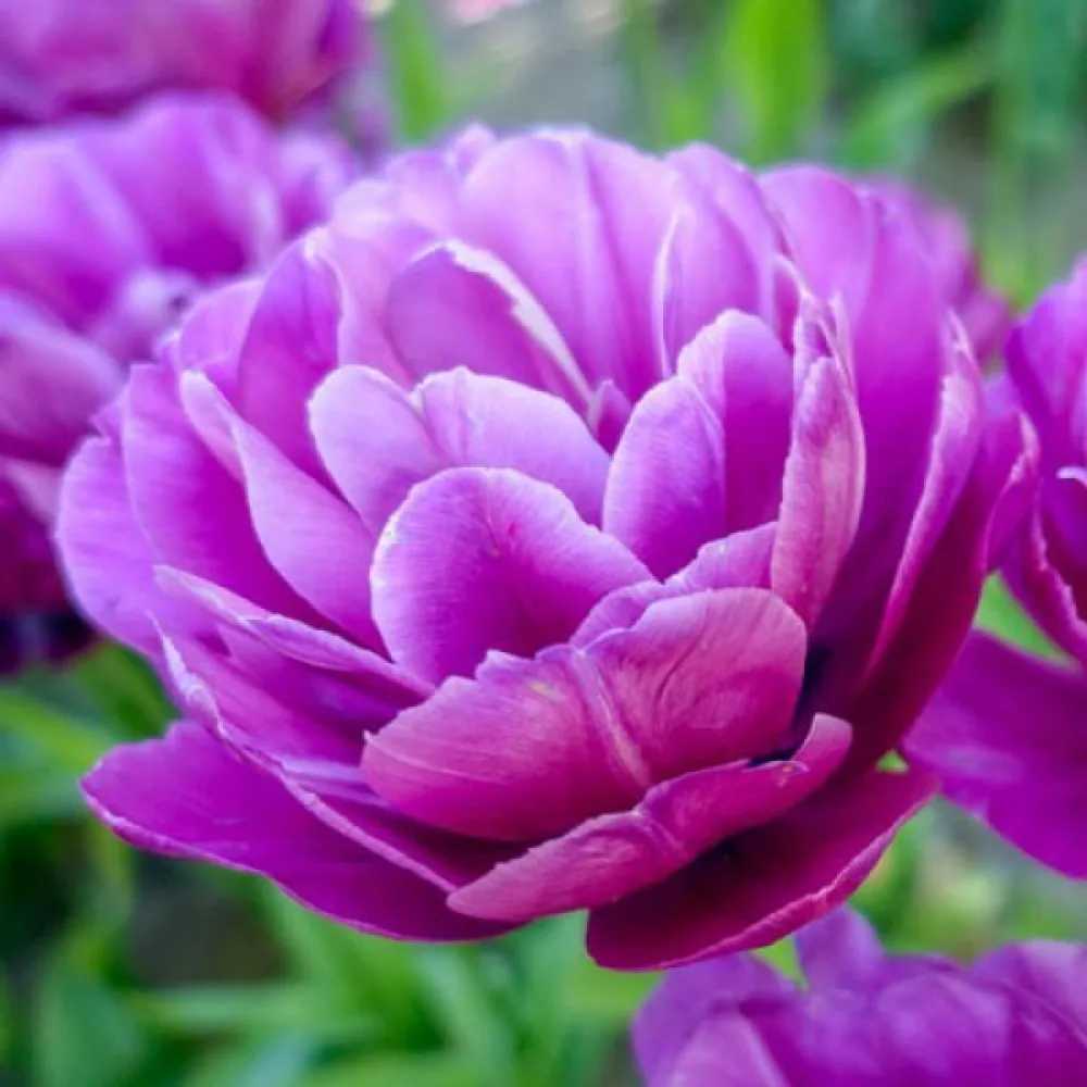 Tulpan 'Blue spectacle'
