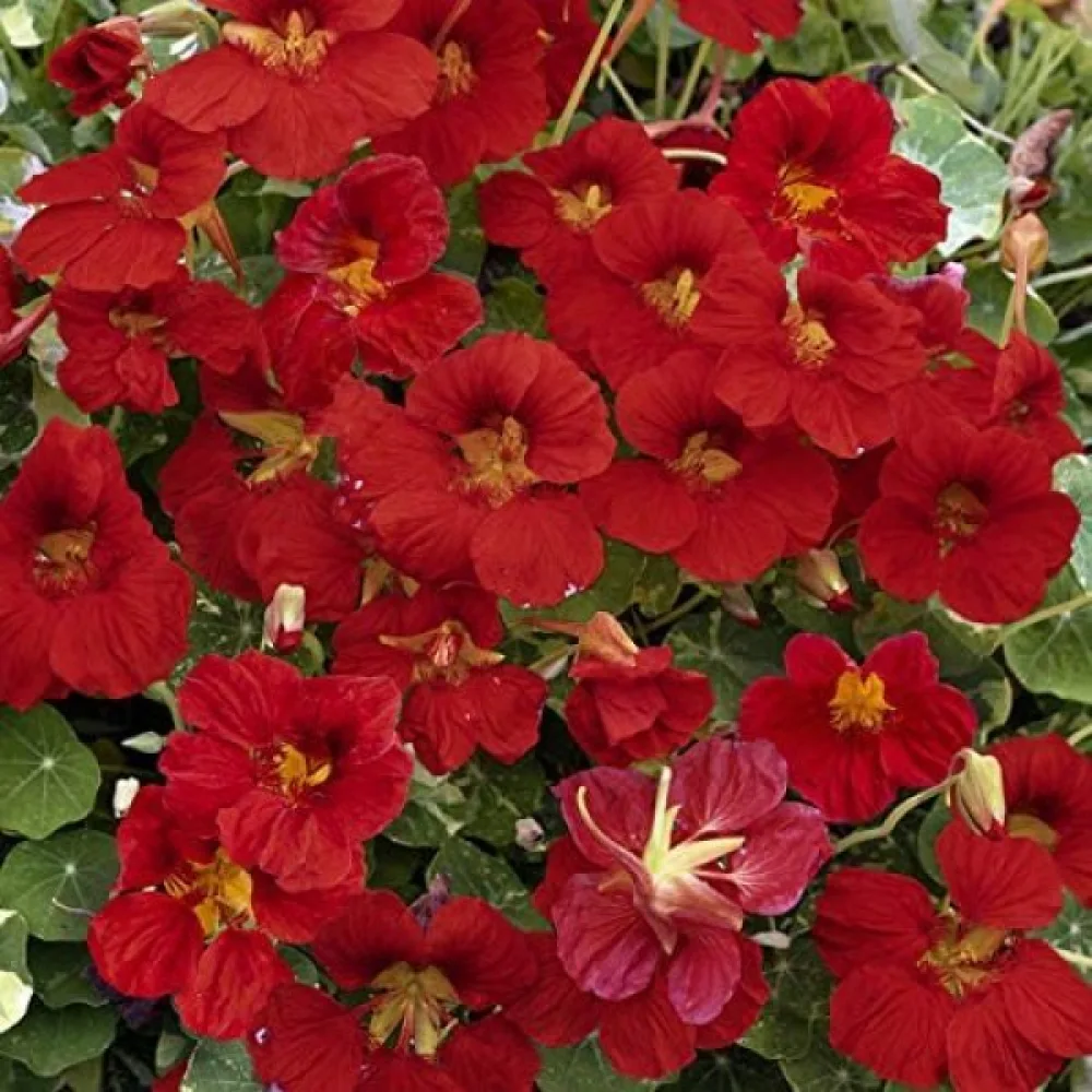 Krasse 'Mahogany Jewel'