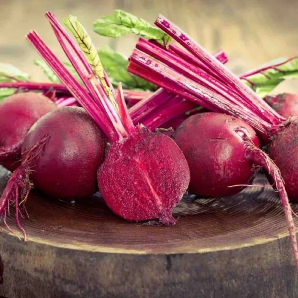 Rödbeta 'Bordo 237'