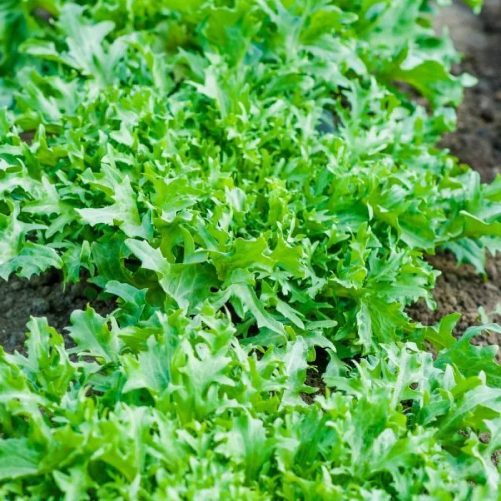 Endivia 'Bionda'