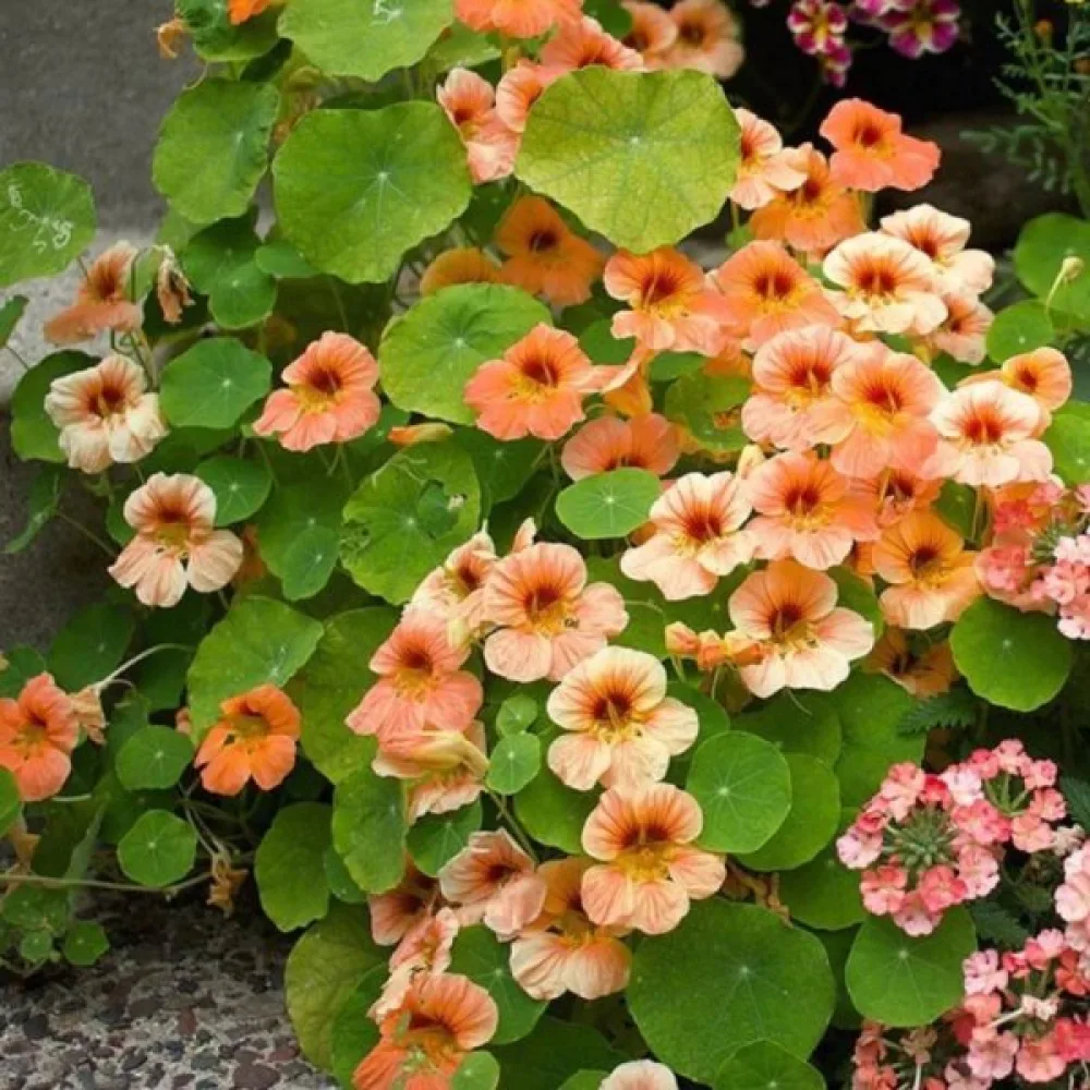 Krasse 'Vesuvius Salmon'