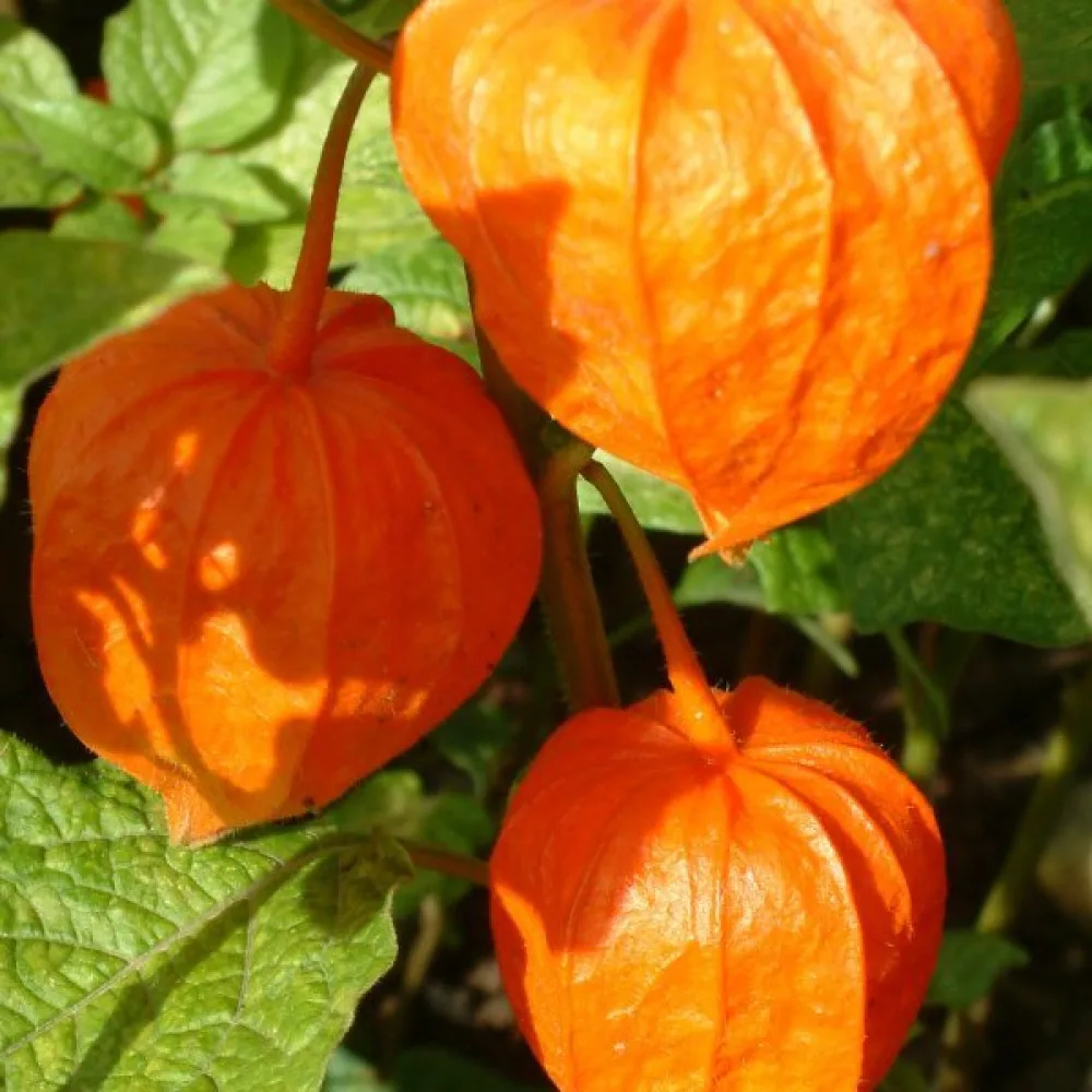 Judekörs, orange