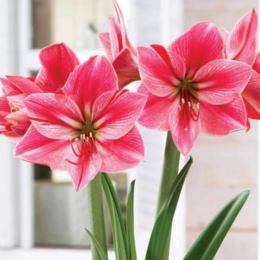 Amaryllis 'Gervase'