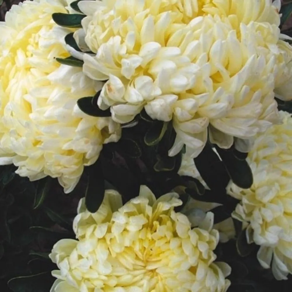 Sommaraster pionblommig – krämgul