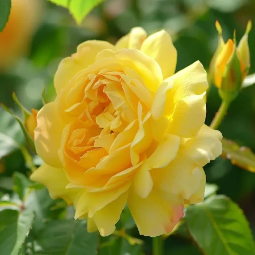 Ros 'Citrus Harmony' – barrotad