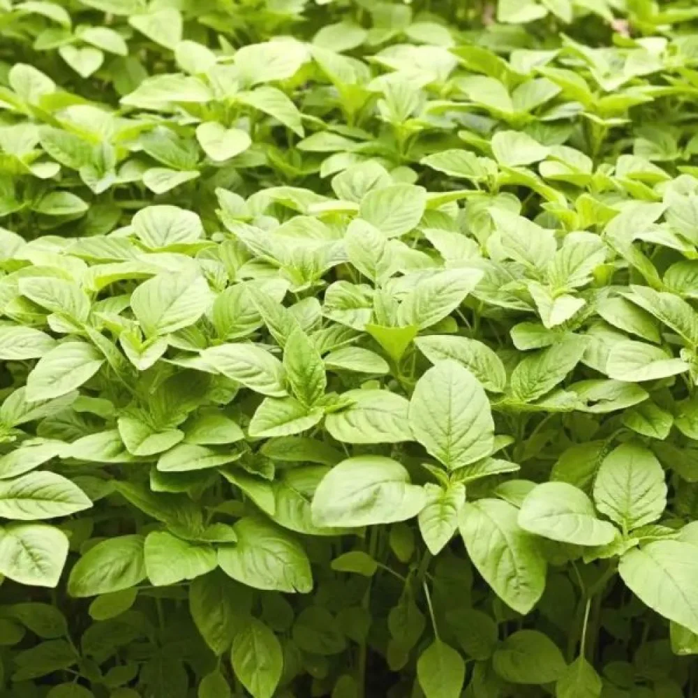 Amarant 'Green Garnet'