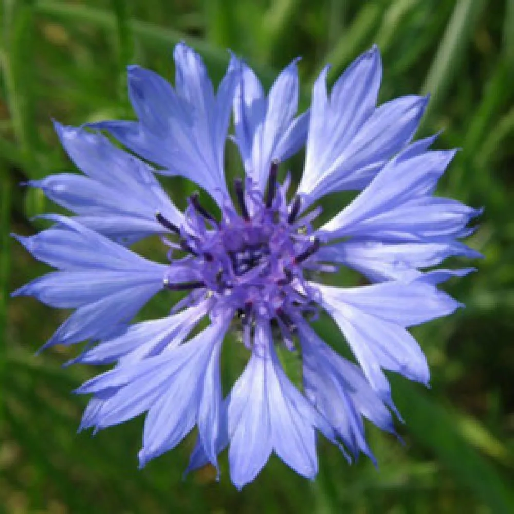 Blåklint 'Jubilee Gem', blå