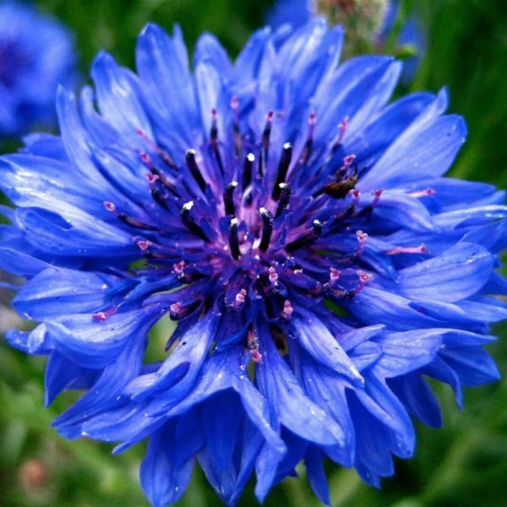 Blåklint Centaurea cyanus, vildform, blå