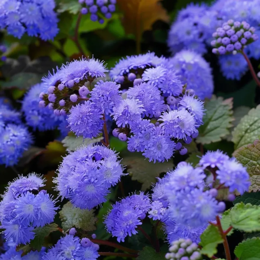 Leverbalsam 'Blue Mink'