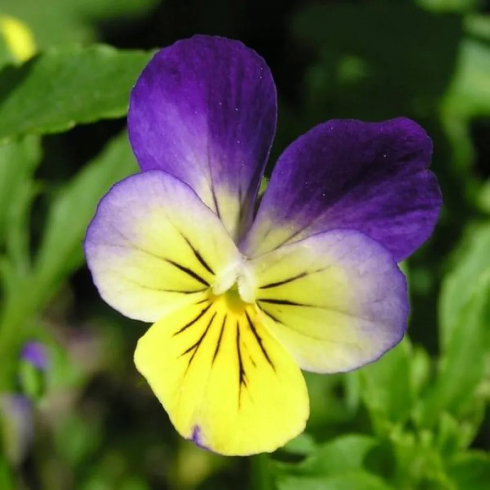 Styvmorsviol Viola tricolor