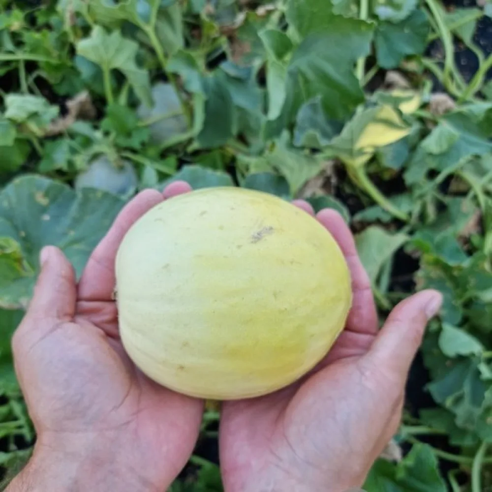 Melon 'Oliwin'
