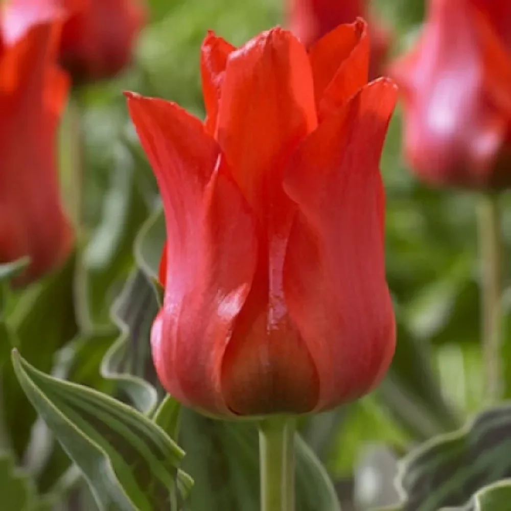 Tulpan 'Red riding hood'