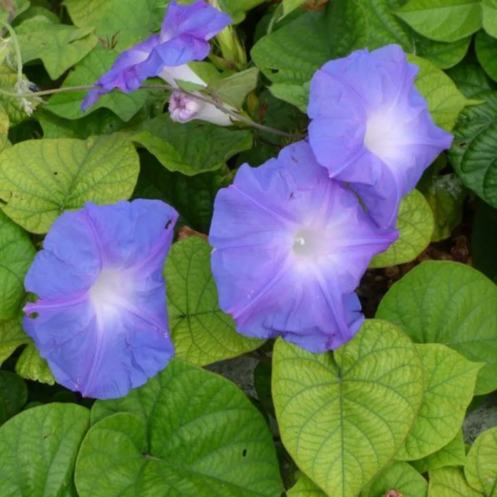 Blomman för dagen Ipomoea nil – mix