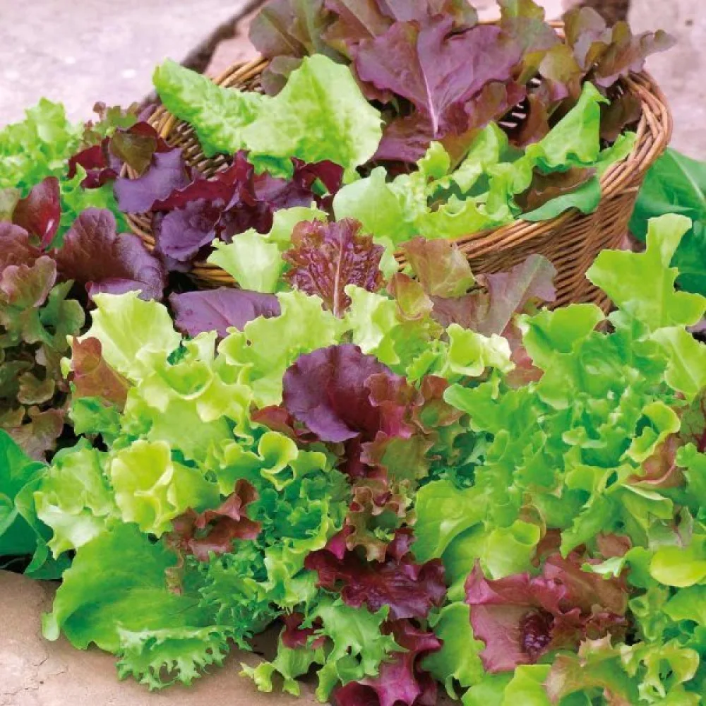 Plocksallad 'Salad Bowl' – mix
