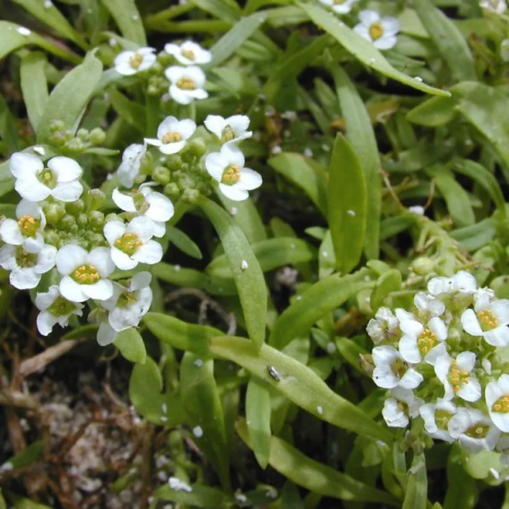 Strandkrassing – vit
