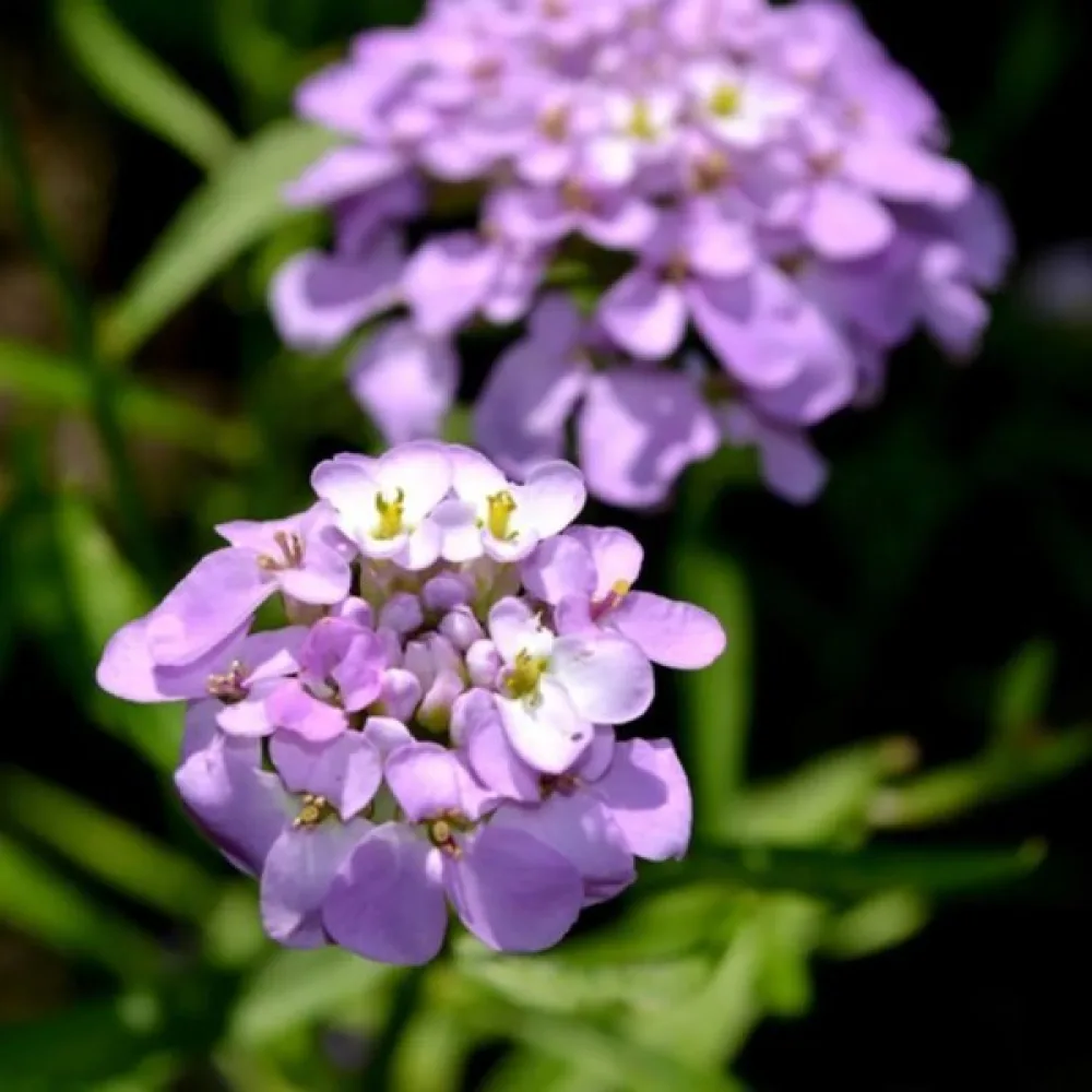 Iberis 'Cardinal' – violett