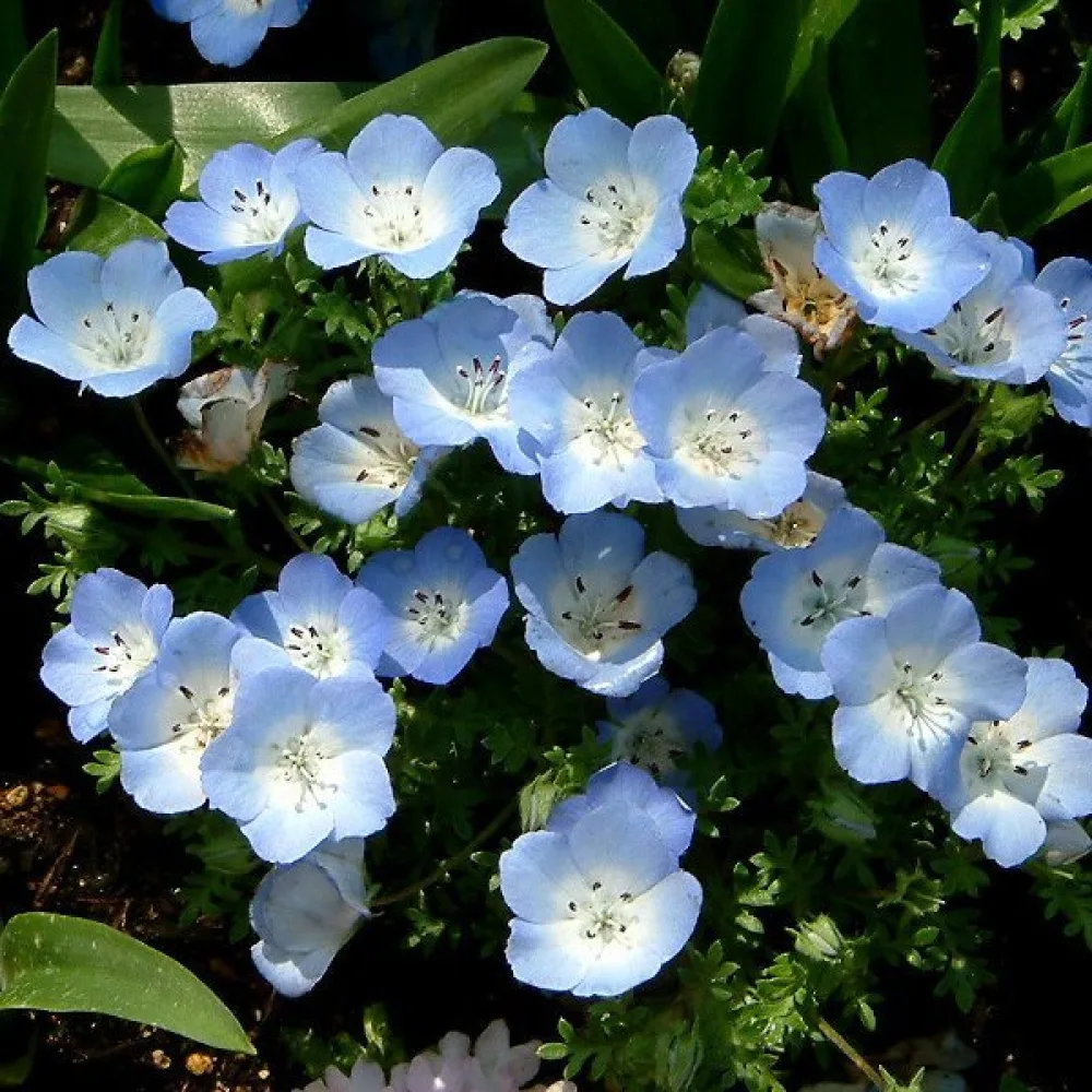 Nemophila – blå