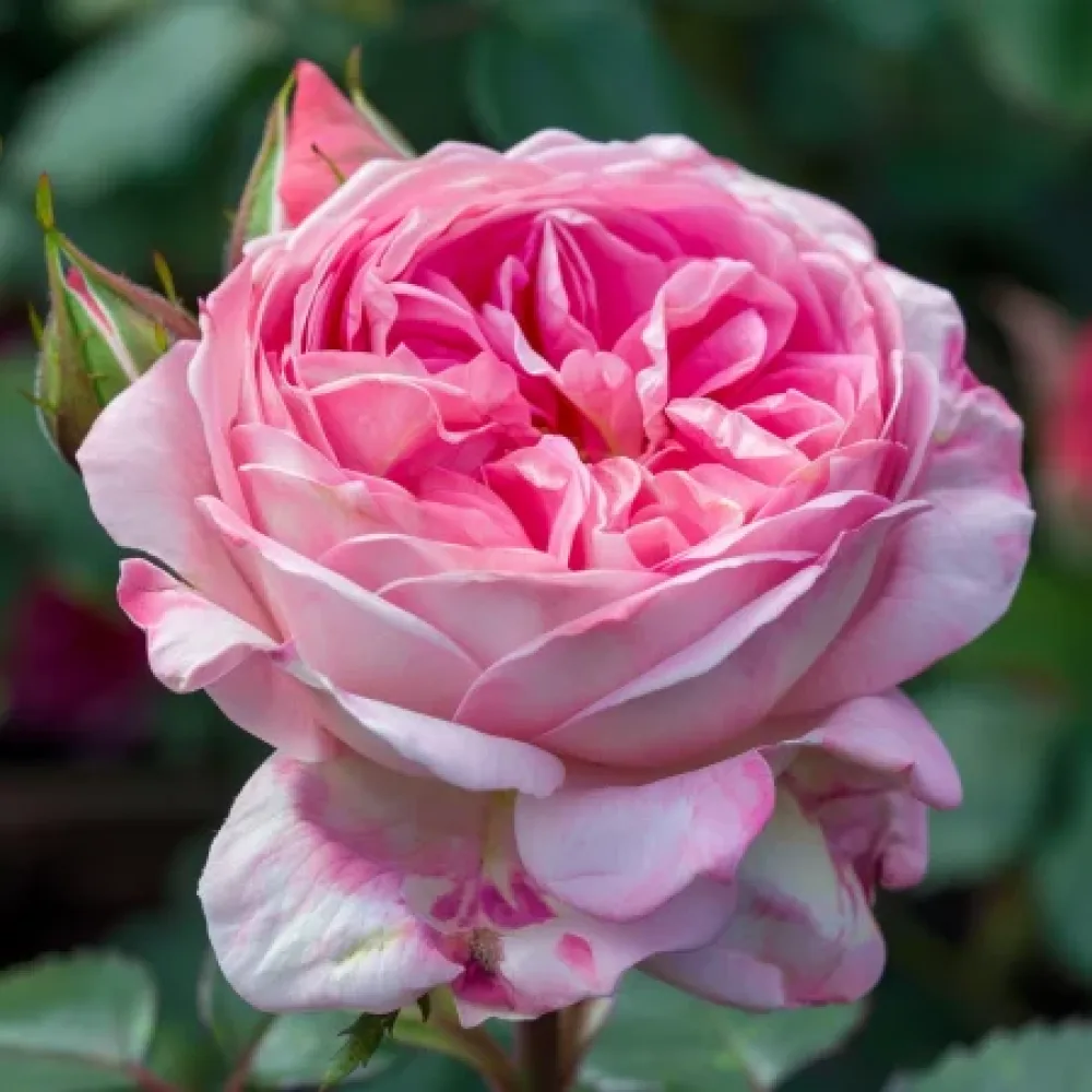 Ros 'Pink Sentinel' – barrotad