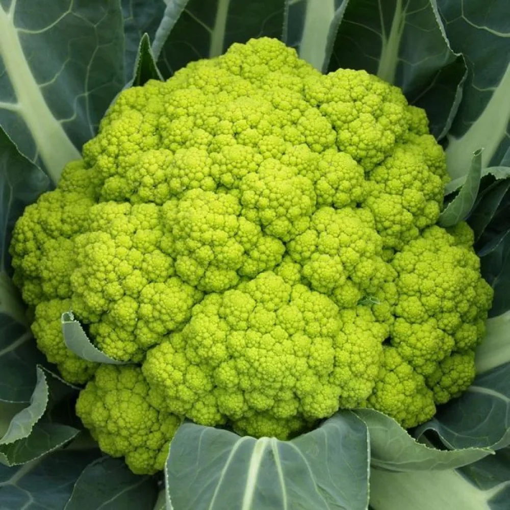 Blomkål 'Green Macerata'