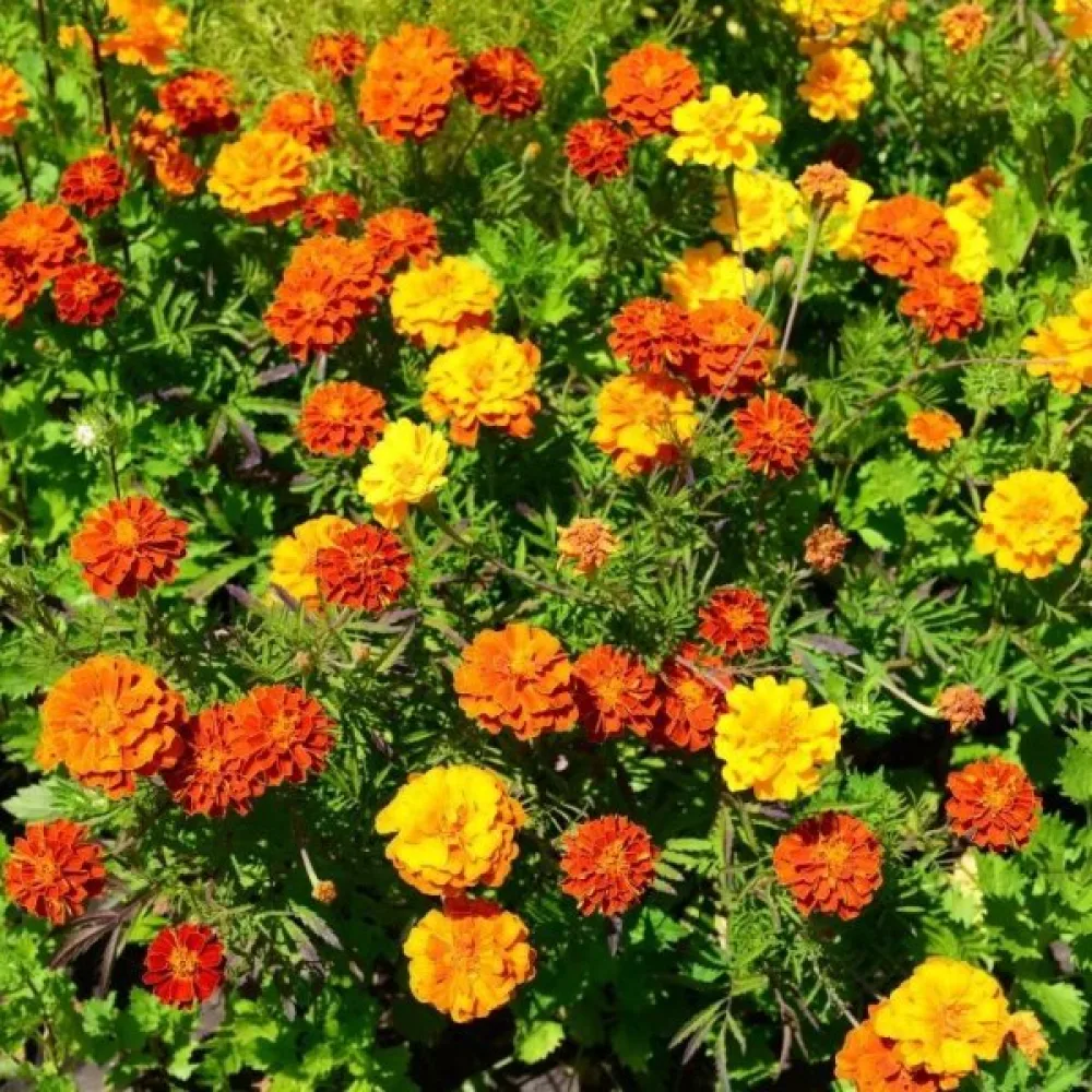 Fransk tagetes, fylld blandning