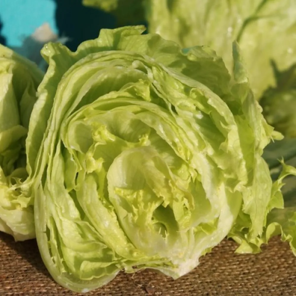 Isbergssallad 'Krolowa Lata'