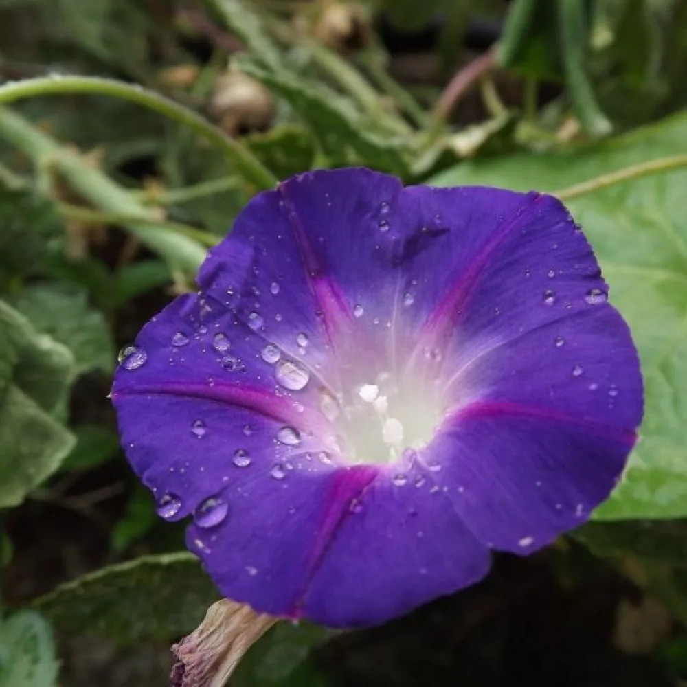 Purpurvinda 'Feringa' – violett