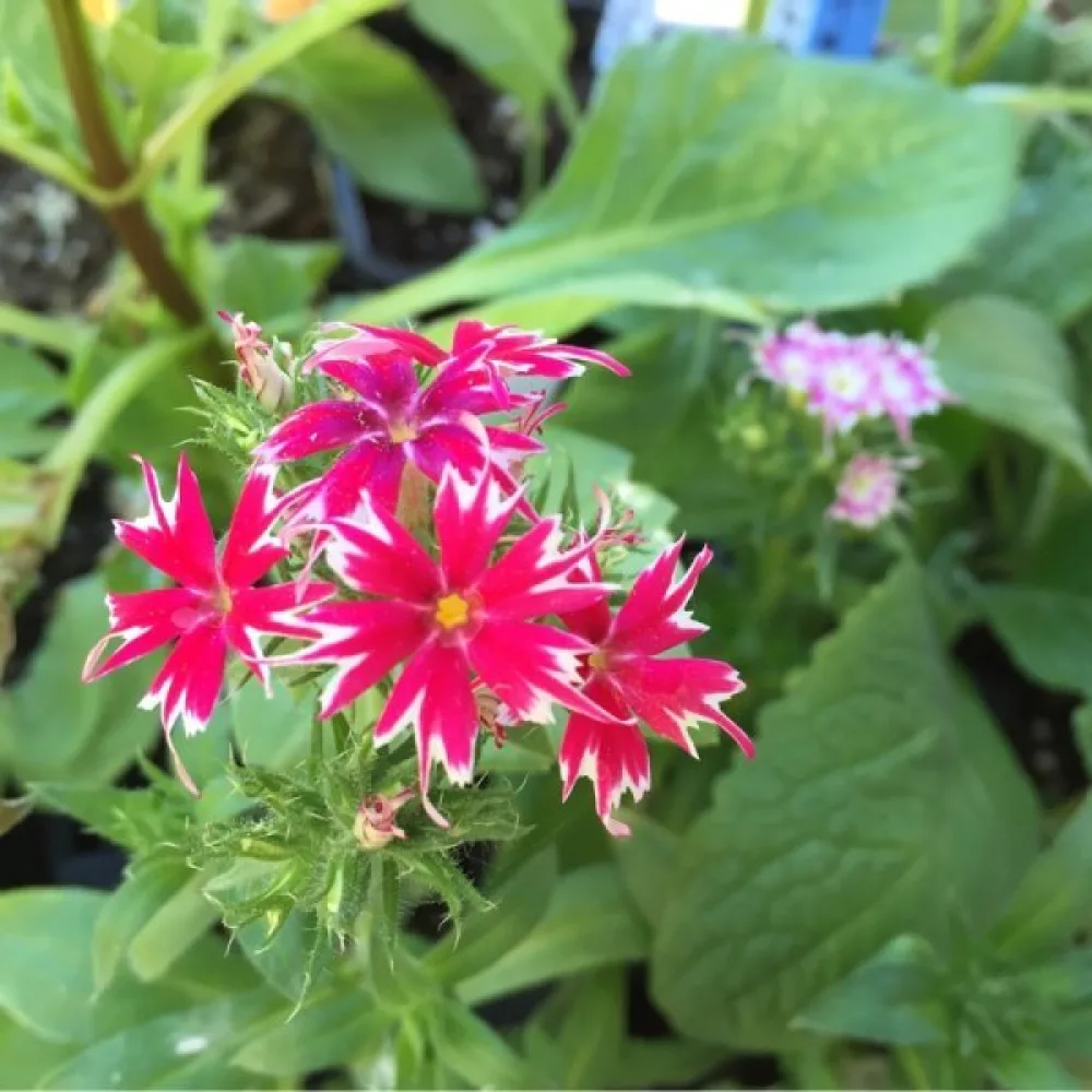 Sommarflox 'Twinkles', låg blandning