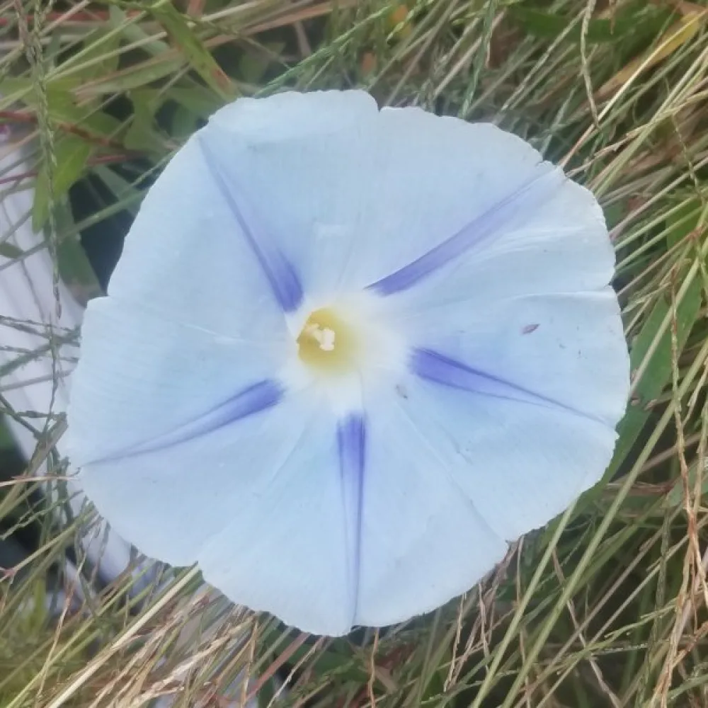 Blomman för dagen 'Blue Star'